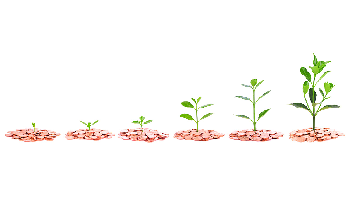 pakurin viljelyn tuotto